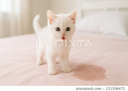 White kitten standing on pastel pink blanket with fresh wet patch playful mischief moment bright bedroom photography pet lifestyle concept 131506472