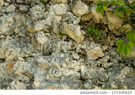 Green Plant Branch Growing on Natural Stone Surface, Eco Nature Background 131506829