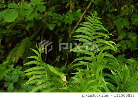 Green Fern Growing in Alpine Forest Nature 131506832