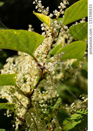 Wild alpine plants, autumn flowering 131506833