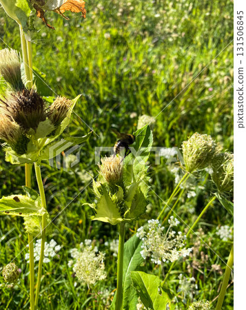 Fresh Green Alpine Herbal Flora in Nature Landscape. Fresh Green Alpine Herbal Flora in Nature Landscape. 131506845