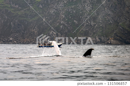 Humpback Whale, Megaptera novaeangliae, flipper flapping in Donegal Bay with boat in the background, Ireland 131506857