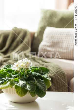 African Violet Plant on White Table with Cozy Living Room Background 131506920