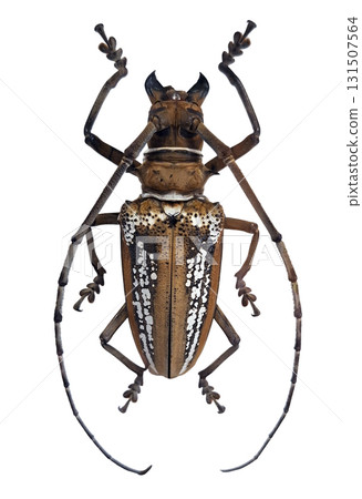 Batocera wallacei, a longhorn beetle, is isolated and displayed against a plain background. Its unique patterns and long antennae are clearly visible, showcasing its beauty and structure. 131507564