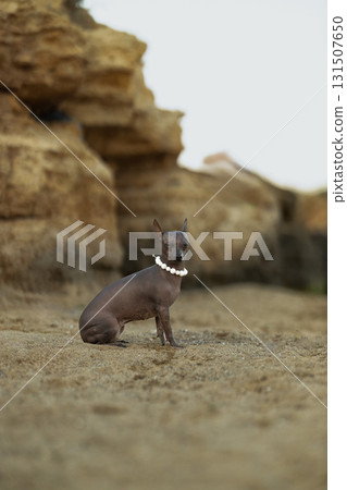 Peruvian Hairless Dog sits calmly on the sandy beach surrounded by rocks. The unique breed showcases its bare skin and wears a pretty collar. It enjoys the sunny day by the coast. Peruvian Hairless Dog sits calmly on the sandy beach surrounded by rocks. The unique breed showcases its bare skin and wears a pretty collar. It enjoys the sunny day by the coast. 131507650