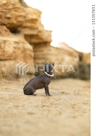 Peruvian hairless dog rests calmly on a sandy area surrounded by rocks during sunset. The dog's distinctive coat and pearl collar enhance its unique appearance. 131507651
