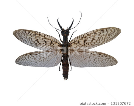 This giant tropical droopwing Corydalus insect showcases its impressive large jaws and intricate wings. Captured in an isolated setting, it presents a fascinating example of nature's unique creatures. 131507672