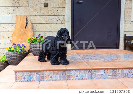 Portrait of a cute black spaniel. Portrait of a cute black spaniel. 131507808