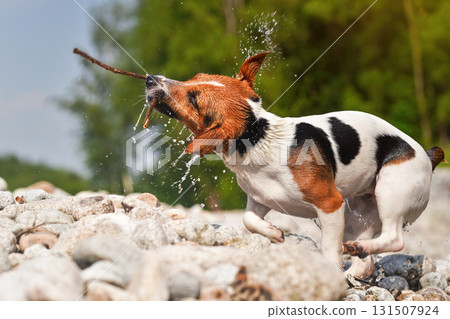 Small Jack Russell terrier dog, holding wooden stick in mouth, shaking her heat to dry wet fur spray drops in air, blurred stones and rocks background, closeup detail 131507924