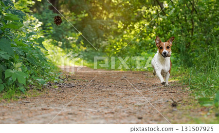 Small Jack Russell terrier walking on forest road, coniferous cone in her mouth, another one flying mid air, grass and trees background Small Jack Russell terrier walking on forest road, coniferous cone in her mouth, another one flying mid air, grass and trees background 131507925