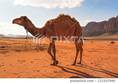 Camels walking on orange desert, one large animal in foreground, mountains background, typical Wadi Rum scenery 131507940