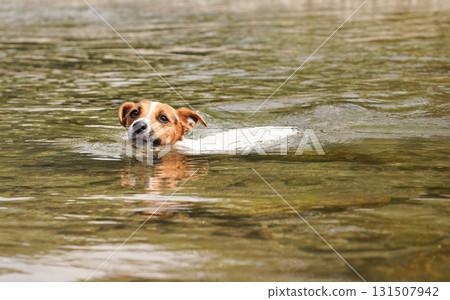 Jack Russell terrier dog swimming in river, only her head visible above water 131507942