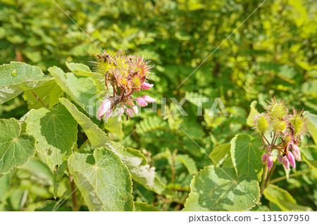Local flora - grass and small bushes, most of it endemic to Madagascar growing in Andringitra National Park as seen during trek to peak Boby 131507950