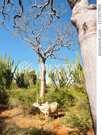 Zebu cattle standing under small baobab tree, more bushes and octopus trees in background 131507969