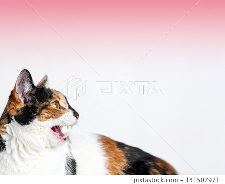 Calico cat turns around in surprise 131507971