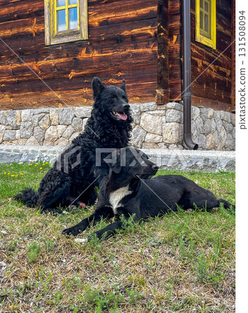 Two black dogs lying on green grass beside a rustic wooden cabin with stone base and yellow windows Two black dogs lying on green grass beside a rustic wooden cabin with stone base and yellow windows 131508094