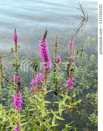 Purple loosestrife flowers blooming in calm shallow lake water, natural style, with leafy stems Purple loosestrife flowers blooming in calm shallow lake water, natural style, with leafy stems 131508102