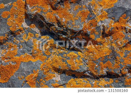 Vibrant lichen covering rocky surface in nature 131508160
