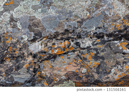 Close-up of rugged sedimentary rock covered in orange and grey-white lichens 131508161