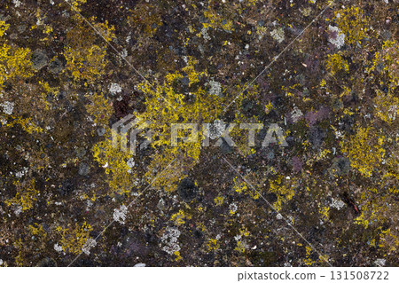Wet, moldy concrete driveway surface with visible mold and moisture. Wet, moldy concrete driveway surface with visible mold and moisture. 131508722