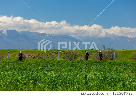 Three Middle Eastern women standing in peaceful rural field Three Middle Eastern women standing in peaceful rural field 131508782