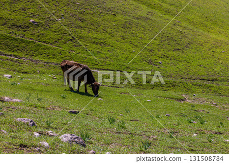 Cow grazing peacefully on hillside in rural grassy field Cow grazing peacefully on hillside in rural grassy field 131508784