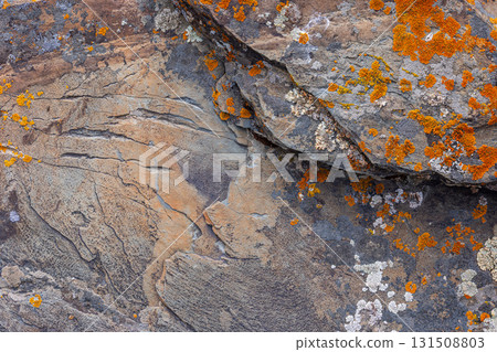 Rugged sedimentary rock surface with orange and grey lichen - texture and closeup background 131508803
