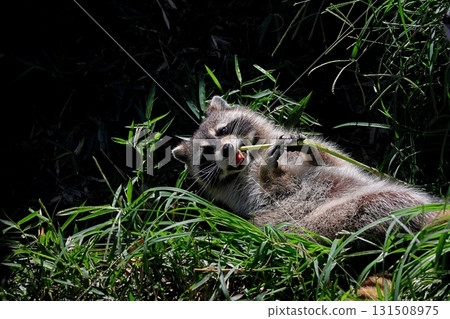 A raccoon lying down and eating grass A raccoon lying down and eating grass 131508975