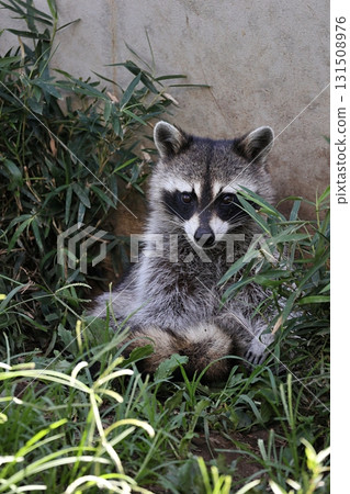 A sitting raccoon looking at the camera 131508976