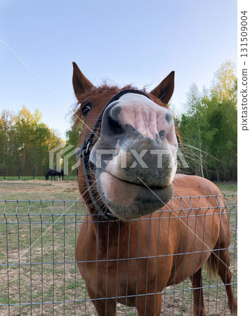 A brown horse with a white nose is standing in a fenced area A brown horse with a white nose is standing in a fenced area 131509004