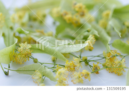 Linden flowers with leaf on white background. Linden flowers with leaf on white background. 131509195
