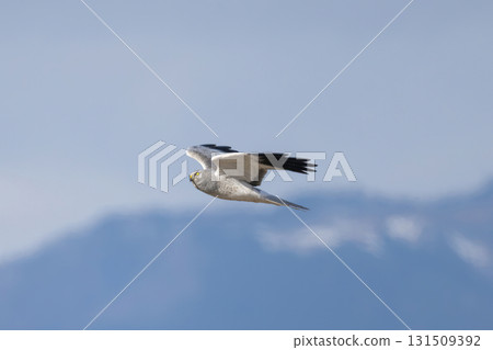 Flying gray harrier Flying gray harrier 131509392