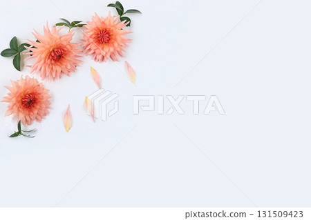 Dahlia flowers on a light background, abstract floral arrangement, autumn background with place for text, minimal holiday concept, still life, postcard. Happy mothers day, womens day,cus Dahlia flowers on a light background, abstract floral arrangement, autumn background with place for text, minimal holiday concept, still life, postcard. Happy mothers day, womens day,cus 131509423
