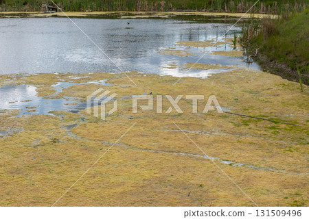 Small pond with algae and boat by grassy shore under cloudy sky Small pond with algae and boat by grassy shore under cloudy sky 131509496