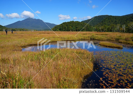 Autumn leaves of pygmy water lily 131509544
