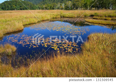 Autumn leaves of pygmy water lily 131509545