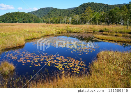 Autumn leaves of pygmy water lily 131509546