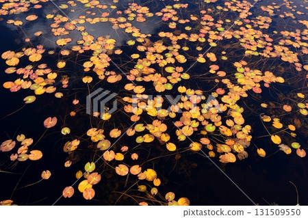 Autumn leaves of pygmy water lily 131509550