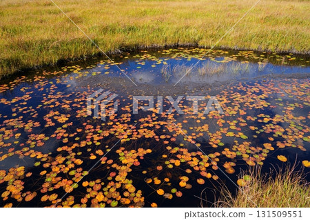 Autumn leaves of pygmy water lily Autumn leaves of pygmy water lily 131509551