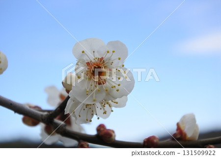 Plum blossoms, plum blossoms, white plum blossoms, flowers, early spring 131509922