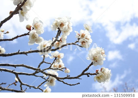 梅花,梅花,白梅花,花朵,早春 梅花,梅花,白梅花,花朵,早春 131509958