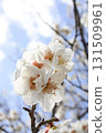 梅花，梅花，白梅花，花朵，早春 131509961