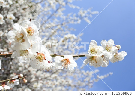 Plum blossoms, plum blossoms, white plum blossoms, flowers, early spring 131509966
