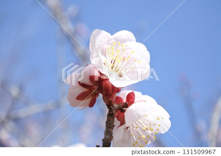 Plum blossoms, plum blossoms, white plum blossoms, flowers, early spring Plum blossoms, plum blossoms, white plum blossoms, flowers, early spring 131509967