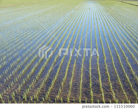 種植後兩週的稻田 種植後兩週的稻田 131510060
