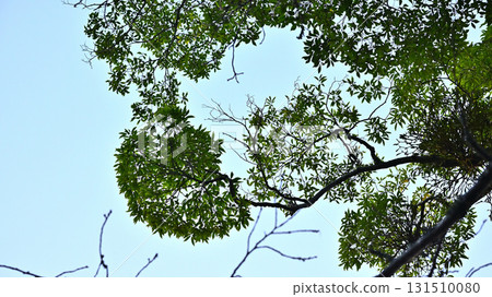 Trees and blue sky Trees and blue sky 131510080