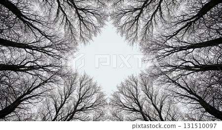 Bare tree branches reaching up to frame a bright winter sky, creating a natural diamond shape with dark silhouettes against the light background. 131510097