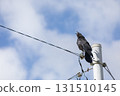 Crow  Crow  131510145