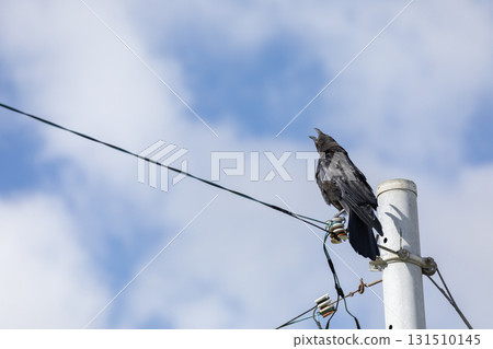 Crow  Crow  131510145