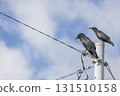 Crow  Crow  131510158